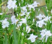 シャガの花